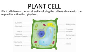 PLANT CELL
Plant cells have an outer cell wall enclosing the cell membrane with the
organelles within the cytoplasm.
 