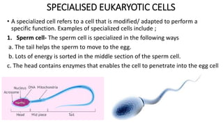 SPECIALISED EUKARYOTIC CELLS
• A specialized cell refers to a cell that is modified/ adapted to perform a
specific function. Examples of specialized cells include ;
1. Sperm cell- The sperm cell is specialized in the following ways
a. The tail helps the sperm to move to the egg.
b. Lots of energy is sorted in the middle section of the sperm cell.
c. The head contains enzymes that enables the cell to penetrate into the egg cell
 