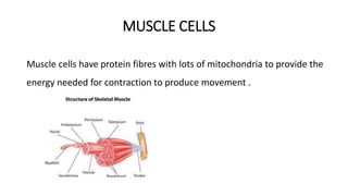MUSCLE CELLS
Muscle cells have protein fibres with lots of mitochondria to provide the
energy needed for contraction to produce movement .
 