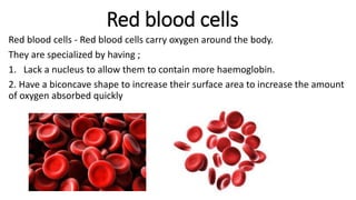 Red blood cells
Red blood cells - Red blood cells carry oxygen around the body.
They are specialized by having ;
1. Lack a nucleus to allow them to contain more haemoglobin.
2. Have a biconcave shape to increase their surface area to increase the amount
of oxygen absorbed quickly
 