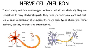 NERVE CELL/NEURON
They are long and thin so messages can be carried all over the body. They are
specialized to carry electrical signals. They have connections at each end that
allows easy transmission of impulses. There are three types of neurons; motor
neurons, sensory neurons and interneurons.
 