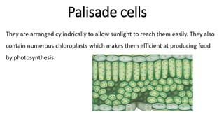 Palisade cells
They are arranged cylindrically to allow sunlight to reach them easily. They also
contain numerous chloroplasts which makes them efficient at producing food
by photosynthesis.
 