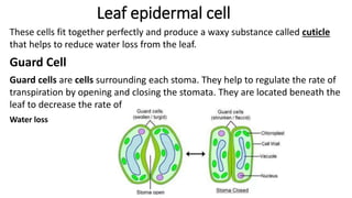 Leaf epidermal cell
These cells fit together perfectly and produce a waxy substance called cuticle
that helps to reduce water loss from the leaf.
Guard Cell
Guard cells are cells surrounding each stoma. They help to regulate the rate of
transpiration by opening and closing the stomata. They are located beneath the
leaf to decrease the rate of
Water loss
 