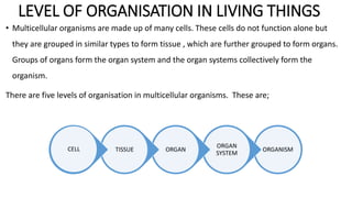 LEVEL OF ORGANISATION IN LIVING THINGS
• Multicellular organisms are made up of many cells. These cells do not function alone but
they are grouped in similar types to form tissue , which are further grouped to form organs.
Groups of organs form the organ system and the organ systems collectively form the
organism.
There are five levels of organisation in multicellular organisms. These are;
ORGANISM
ORGAN
SYSTEM
ORGANTISSUECELL
 