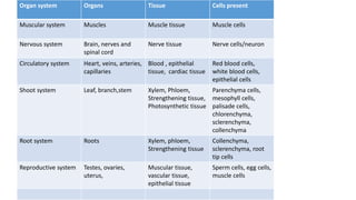 Organ system Organs Tissue Cells present
Muscular system Muscles Muscle tissue Muscle cells
Nervous system Brain, nerves and
spinal cord
Nerve tissue Nerve cells/neuron
Circulatory system Heart, veins, arteries,
capillaries
Blood , epithelial
tissue, cardiac tissue
Red blood cells,
white blood cells,
epithelial cells
Shoot system Leaf, branch,stem Xylem, Phloem,
Strengthening tissue,
Photosynthetic tissue
Parenchyma cells,
mesophyll cells,
palisade cells,
chlorenchyma,
sclerenchyma,
collenchyma
Root system Roots Xylem, phloem,
Strengthening tissue
Collenchyma,
sclerenchyma, root
tip cells
Reproductive system Testes, ovaries,
uterus,
Muscular tissue,
vascular tissue,
epithelial tissue
Sperm cells, egg cells,
muscle cells
 
