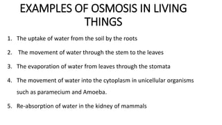 EXAMPLES OF OSMOSIS IN LIVING
THINGS
1. The uptake of water from the soil by the roots
2. The movement of water through the stem to the leaves
3. The evaporation of water from leaves through the stomata
4. The movement of water into the cytoplasm in unicellular organisms
such as paramecium and Amoeba.
5. Re-absorption of water in the kidney of mammals
 