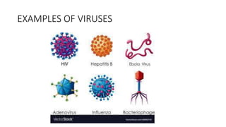 EXAMPLES OF VIRUSES
 
