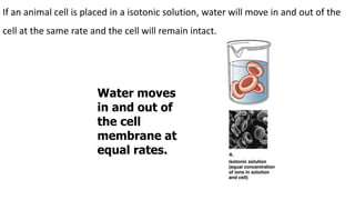 If an animal cell is placed in a isotonic solution, water will move in and out of the
cell at the same rate and the cell will remain intact.
Water moves
in and out of
the cell
membrane at
equal rates.
 