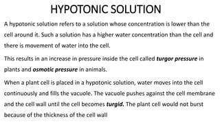HYPOTONIC SOLUTION
A hypotonic solution refers to a solution whose concentration is lower than the
cell around it. Such a solution has a higher water concentration than the cell and
there is movement of water into the cell.
This results in an increase in pressure inside the cell called turgor pressure in
plants and osmotic pressure in animals.
When a plant cell is placed in a hypotonic solution, water moves into the cell
continuously and fills the vacuole. The vacuole pushes against the cell membrane
and the cell wall until the cell becomes turgid. The plant cell would not burst
because of the thickness of the cell wall
 