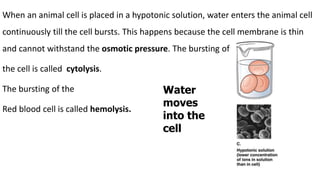 When an animal cell is placed in a hypotonic solution, water enters the animal cell
continuously till the cell bursts. This happens because the cell membrane is thin
and cannot withstand the osmotic pressure. The bursting of
the cell is called cytolysis.
The bursting of the
Red blood cell is called hemolysis.
Water
moves
into the
cell
 