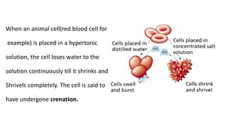 When an animal cell(red blood cell for
example) is placed in a hypertonic
solution, the cell loses water to the
solution continuously till it shrinks and
Shrivels completely. The cell is said to
have undergone crenation.
 