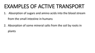 EXAMPLES OF ACTIVE TRANSPORT
1. Absorption of sugars and amino acids into the blood stream
from the small intestine in humans
2. Absorption of some mineral salts from the soil by roots in
plants
 