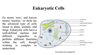 Eukaryotic Cells
Eu means ‘new,’ and karyon
means ‘nucleus,’ so these are
the advanced type of cells
found in plant, animals, and
fungi. Eukaryotic cells have a
well-defined nucleus and
different organelles to
perform different functions
within the cell, though
working is complex to
understand.
 