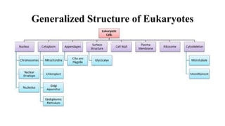 Generalized Structure of Eukaryotes
 