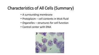 Characteristics of All Cells (Summary)
• A surrounding membrane
• Protoplasm – cell contents in thick fluid
• Organelles – structures for cell function
• Control center with DNA
 