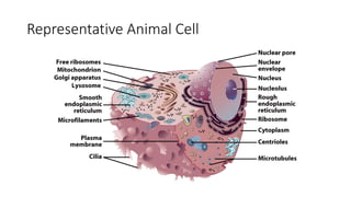 Representative Animal Cell
 