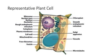 Representative Plant Cell
 