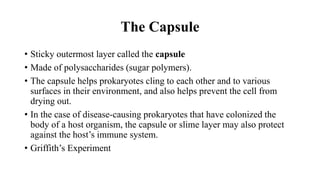 The Capsule
• Sticky outermost layer called the capsule
• Made of polysaccharides (sugar polymers).
• The capsule helps prokaryotes cling to each other and to various
surfaces in their environment, and also helps prevent the cell from
drying out.
• In the case of disease-causing prokaryotes that have colonized the
body of a host organism, the capsule or slime layer may also protect
against the host’s immune system.
• Griffith’s Experiment
 
