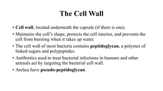 The Cell Wall
• Cell wall, located underneath the capsule (if there is one).
• Maintains the cell’s shape, protects the cell interior, and prevents the
cell from bursting when it takes up water.
• The cell wall of most bacteria contains peptidoglycan, a polymer of
linked sugars and polypeptides.
• Antibiotics used to treat bacterial infections in humans and other
animals act by targeting the bacterial cell wall.
• Archea have pseudo-peptidoglycan.
 