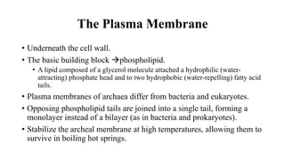 The Plasma Membrane
• Underneath the cell wall.
• The basic building block phospholipid.
• A lipid composed of a glycerol molecule attached a hydrophilic (water-
attracting) phosphate head and to two hydrophobic (water-repelling) fatty acid
tails.
• Plasma membranes of archaea differ from bacteria and eukaryotes.
• Opposing phospholipid tails are joined into a single tail, forming a
monolayer instead of a bilayer (as in bacteria and prokaryotes).
• Stabilize the archeal membrane at high temperatures, allowing them to
survive in boiling hot springs.
 