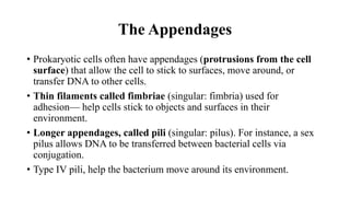 The Appendages
• Prokaryotic cells often have appendages (protrusions from the cell
surface) that allow the cell to stick to surfaces, move around, or
transfer DNA to other cells.
• Thin filaments called fimbriae (singular: fimbria) used for
adhesion— help cells stick to objects and surfaces in their
environment.
• Longer appendages, called pili (singular: pilus). For instance, a sex
pilus allows DNA to be transferred between bacterial cells via
conjugation.
• Type IV pili, help the bacterium move around its environment.
 