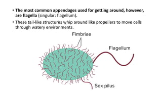 • The most common appendages used for getting around, however,
are flagella (singular: flagellum).
• These tail-like structures whip around like propellers to move cells
through watery environments.
 