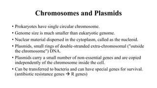 Chromosomes and Plasmids
• Prokaryotes have single circular chromosome.
• Genome size is much smaller than eukaryotic genome.
• Nuclear material dispersed in the cytoplasm, called as the nucleoid.
• Plasmids, small rings of double-stranded extra-chromosomal ("outside
the chromosome") DNA.
• Plasmids carry a small number of non-essential genes and are copied
independently of the chromosome inside the cell.
• Can be transferred to bacteria and can have special genes for survival.
(antibiotic resistance genes  R genes)
 