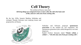Cell Theory
By the late 1830s, botanist Matthias Schleiden and
zoologist Theodor Schwann were studying tissues and
proposed the cell theory.
Schleiden and Schwann proposed spontaneous
generation as the method for cell origination, but
spontaneous generation (also called abiogenesis) was later
disproven.
Rudolf Virchow famously stated “Omnis cellula e
cellula”… “All cells only arise from pre-existing cells”.
The unified cell theory states that:
All living things are composed of one or more cells; the cell is the basic unit
of life; and new cells arise from existing cells.
 
