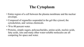 The Cytoplasm
• Entire region of a cell between the plasma membrane and the nuclear
envelope.
• Composed of organelles suspended in the gel-like cytosol, the
cytoskeleton, and various chemicals.
• 70 to 80 percent water.
• Proteins, simple sugars, polysaccharides, amino acids, nucleic acids,
fatty acids, ions and many other water-soluble molecules are all
competing for space and water.
 