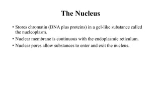The Nucleus
• Stores chromatin (DNA plus proteins) in a gel-like substance called
the nucleoplasm.
• Nuclear membrane is continuous with the endoplasmic reticulum.
• Nuclear pores allow substances to enter and exit the nucleus.
 