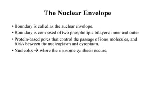 The Nuclear Envelope
• Boundary is called as the nuclear envelope.
• Boundary is composed of two phospholipid bilayers: inner and outer.
• Protein-based pores that control the passage of ions, molecules, and
RNA between the nucleoplasm and cytoplasm.
• Nucleolus  where the ribosome synthesis occurs.
 