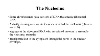 The Nucleolus
• Some chromosomes have sections of DNA that encode ribosomal
RNA.
• A darkly staining area within the nucleus called the nucleolus (plural =
nucleoli)
• aggregates the ribosomal RNA with associated proteins to assemble
the ribosomal subunits
• Transported out to the cytoplasm through the pores in the nuclear
envelope.
 