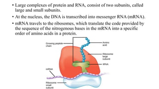• Large complexes of protein and RNA, consist of two subunits, called
large and small subunits.
• At the nucleus, the DNA is transcribed into messenger RNA (mRNA).
• mRNA travels to the ribosomes, which translate the code provided by
the sequence of the nitrogenous bases in the mRNA into a specific
order of amino acids in a protein.
 