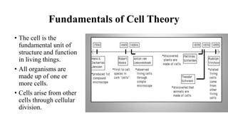 Fundamentals of Cell Theory
• The cell is the
fundamental unit of
structure and function
in living things.
• All organisms are
made up of one or
more cells.
• Cells arise from other
cells through cellular
division.
 