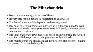 The Mitochondria
• Power house or energy factories of the cell.
• Primary site for the metabolic respiration in eukaryotes.
• Number of mitochondria depends on the energy need.
• Inner and outer membranes are phospholipid bilayers embedded with
proteins that mediate transport across them and catalyze various other
biochemical reactions.
• The inner membrane layer has folds called cristae increase the surface
area into which respiratory chain proteins can be embedded.
• The region within the cristae, called the mitochondrial matrix—having
enzymes of the metabolic cycle.
 