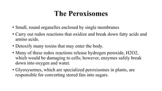 The Peroxisomes
• Small, round organelles enclosed by single membranes
• Carry out redox reactions that oxidize and break down fatty acids and
amino acids.
• Detoxify many toxins that may enter the body.
• Many of these redox reactions release hydrogen peroxide, H2O2,
which would be damaging to cells; however, enzymes safely break
down into oxygen and water.
• Glyoxysomes, which are specialized peroxisomes in plants, are
responsible for converting stored fats into sugars.
 
