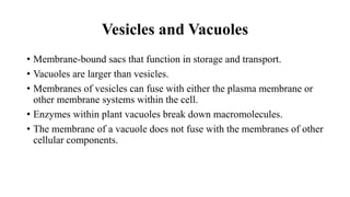 Vesicles and Vacuoles
• Membrane-bound sacs that function in storage and transport.
• Vacuoles are larger than vesicles.
• Membranes of vesicles can fuse with either the plasma membrane or
other membrane systems within the cell.
• Enzymes within plant vacuoles break down macromolecules.
• The membrane of a vacuole does not fuse with the membranes of other
cellular components.
 