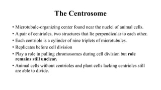 The Centrosome
• Microtubule-organizing center found near the nuclei of animal cells.
• A pair of centrioles, two structures that lie perpendicular to each other.
• Each centriole is a cylinder of nine triplets of microtubules.
• Replicates before cell division
• Play a role in pulling chromosomes during cell division but role
remains still unclear.
• Animal cells without centrioles and plant cells lacking centrioles still
are able to divide.
 
