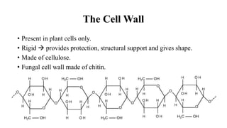 The Cell Wall
• Present in plant cells only.
• Rigid  provides protection, structural support and gives shape.
• Made of cellulose.
• Fungal cell wall made of chitin.
 