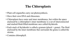 The Chloroplasts
• Plant cell organelles carry out photosynthesis.
• Have their own DNA and ribosomes.
• Chloroplasts have outer and inner membranes, but within the space
enclosed by a chloroplast’s inner membrane is a set of interconnected
and stacked fluid-filled membrane sacs called thylakoids.
• Each stack of thylakoids is called a granum (plural = grana). The fluid
enclosed by the inner membrane that surrounds the grana is called the
stroma.
• Contains chlorophyll.
 