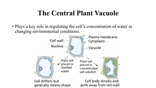 The Central Plant Vacuole
• Plays a key role in regulating the cell’s concentration of water in
changing environmental conditions.
 