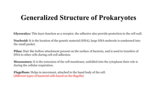 Generalized Structure of Prokaryotes
Glycocalyx: This layer function as a receptor, the adhesive also provide protection to the cell wall.
Nucleoid: It is the location of the genetic material (DNA), large DNA molecule is condensed into
the small packet.
Pilus: Hair like hollow attachment present on the surface of bacteria, and is used to transfers of
DNA to other cells during cell-cell adhesion.
Mesosomes: It is the extension of the cell membrane, unfolded into the cytoplasm their role is
during the cellular respiration.
Flagellum: Helps in movement, attached to the basal body of the cell.
(different types of bacterial cells based on the flagella)
 