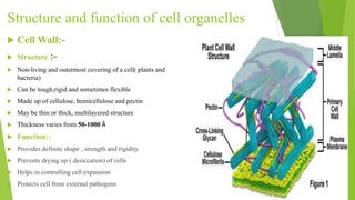 Structure and function of cell organelles
 Cell Wall:-
 Structure :-
 Non-living and outermost covering of a cell( plants and
bacteria)
 Can be tough,rigid and sometimes flexible
 Made up of cellulose, hemicellulose and pectin
 May be thin or thick, multilayered structure
 Thickness varies from 50-1000 Å
 Function:-
 Provides definite shape , strength and rigidity
 Prevents drying up ( desiccation) of cells
 Helps in controlling cell expansion
 Protects cell from external pathogens
 