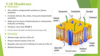 Cell Membrane
 Structure:-
 Also called as semipermeable membrane or plasma
membrane
 Extremely delicate, thin, elastic, living and semipermeable
membrane
 Made up of two layers of lipid molecules in which protein
molecules are floating
 Thickness varies from 75-110 Å
 Can be observed under an electron microscope only
 Function:-
 Maintain shape and size of the cell
 Protects internal contents of the cell
 Regulates entry and exit of substances in and out of the cell
 Maintain homeostasis
 