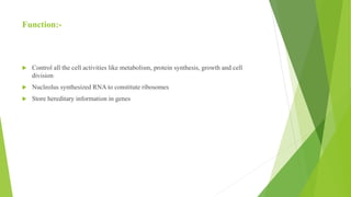 Function:-
 Control all the cell activities like metabolism, protein synthesis, growth and cell
division
 Nucleolus synthesized RNA to constitute ribosomes
 Store hereditary information in genes
 