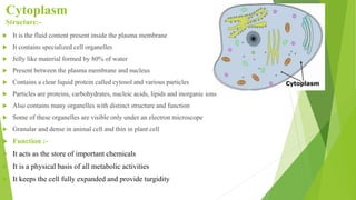 Cytoplasm
Structure:-
 It is the fluid content present inside the plasma membrane
 It contains specialized cell organelles
 Jelly like material formed by 80% of water
 Present between the plasma membrane and nucleus
 Contains a clear liquid protein called cytosol and various particles
 Particles are proteins, carbohydrates, nucleic acids, lipids and inorganic ions
 Also contains many organelles with distinct structure and function
 Some of these organelles are visible only under an electron microscope
 Granular and dense in animal cell and thin in plant cell
 Function :-
 It acts as the store of important chemicals
 It is a physical basis of all metabolic activities
 It keeps the cell fully expanded and provide turgidity
 