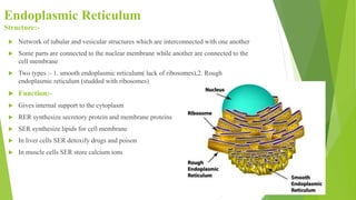 Endoplasmic Reticulum
Structure:-
 Network of tubular and vesicular structures which are interconnected with one another
 Some parts are connected to the nuclear membrane while another are connected to the
cell membrane
 Two types :- 1. smooth endoplasmic reticulum( lack of ribosomes),2. Rough
endoplasmic reticulum (studded with ribosomes)
 Function:-
 Gives internal support to the cytoplasm
 RER synthesize secretory protein and membrane proteins
 SER synthesize lipids for cell membrane
 In liver cells SER detoxify drugs and poison
 In muscle cells SER store calcium ions
 