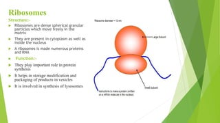 Ribosomes
Structure:-
 Ribosomes are dense spherical granular
particles which move freely in the
matrix
 They are present in cytoplasm as well as
inside the nucleus
 A ribosomes is made numerous proteins
and RNA
 Function:-
 They play important role in protein
synthesis
 It helps in storage modification and
packaging of products in vesicles
 It is involved in synthesis of lysosomes
 