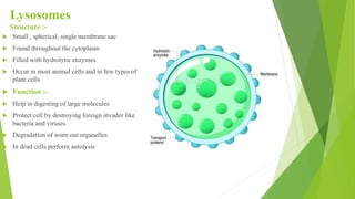 Lysosomes
Structure :-
 Small , spherical, single membrane sac
 Found throughout the cytoplasm
 Filled with hydrolytic enzymes
 Occur in most animal cells and in few types of
plant cells
 Function :-
 Help in digesting of large molecules
 Protect cell by destroying foreign invader like
bacteria and viruses
 Degradation of worn out organelles
 In dead cells perform autolysis
 