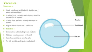 Vacuoles
Structure :-
 Single membrane sac filled with liquid or sap (
water , sugar and ions )
 In animal cells , vacuoles are temporary, small in
size and few in number
 In plant cells , vacuoles are large and more in
number
 May be contractile on non – contractile
 Function :-
 Store various sub including waste products
 Maintain osmotic pressure of the cell
 Store food particles in amoeba cells
 Provide turgidity and rigidity to plant cells
 
